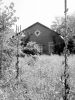 Hidden in the Weeds