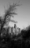 Briars