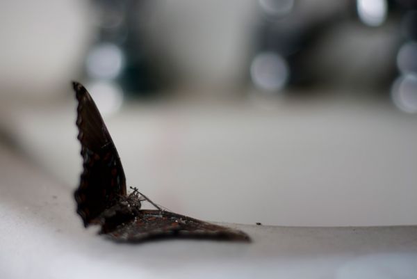 Fallen