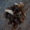 Bed of Hair