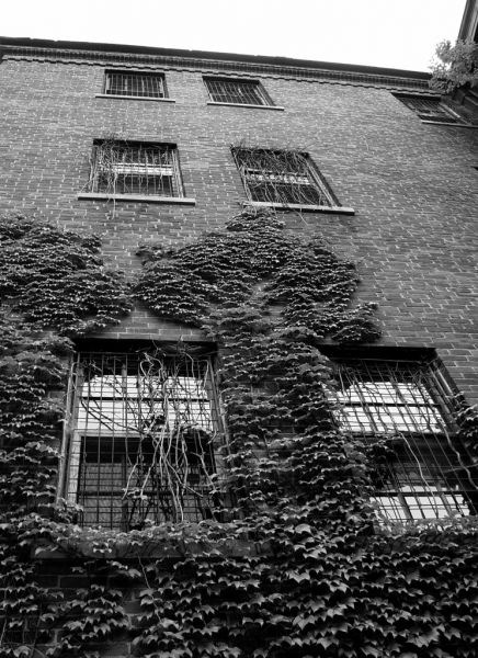 Ivy