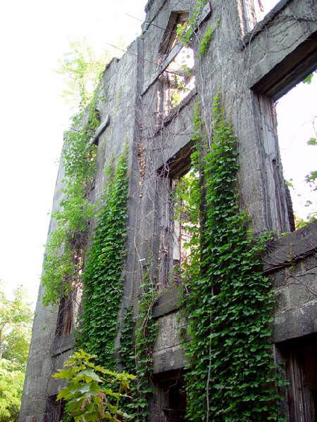 Ivy