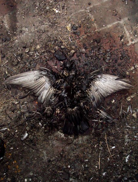 Fallen