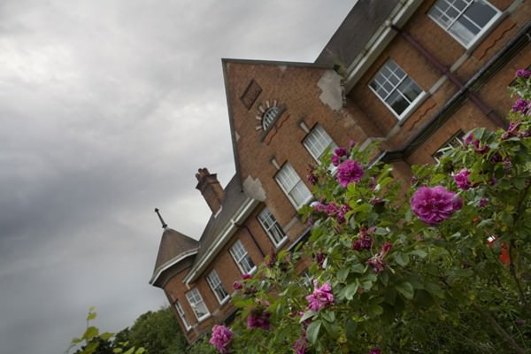 Roses