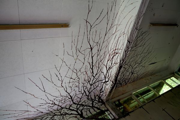Branches