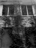 Windows with Ivy