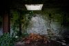 Arches of Ivy