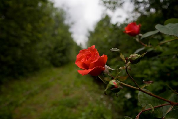 Rose Tracks