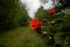 Rose Tracks