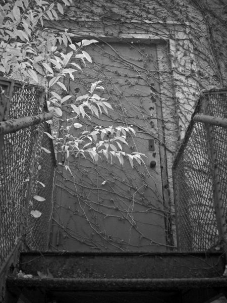 Vine Door