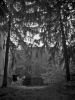 Pines
