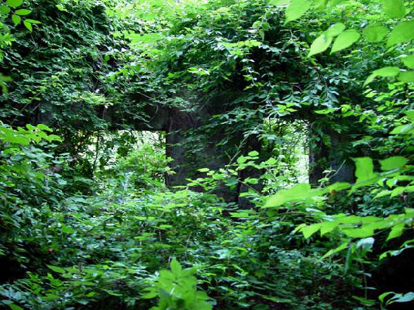 Overgrown Room