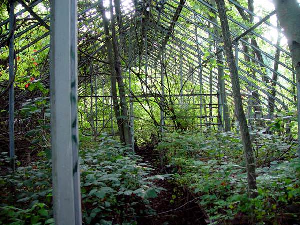 Inside the Greenhouse