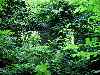 Overgrown Room