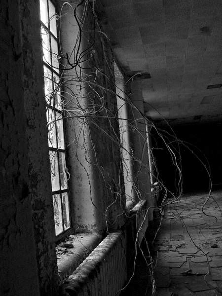 Vines