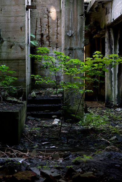 Saplings