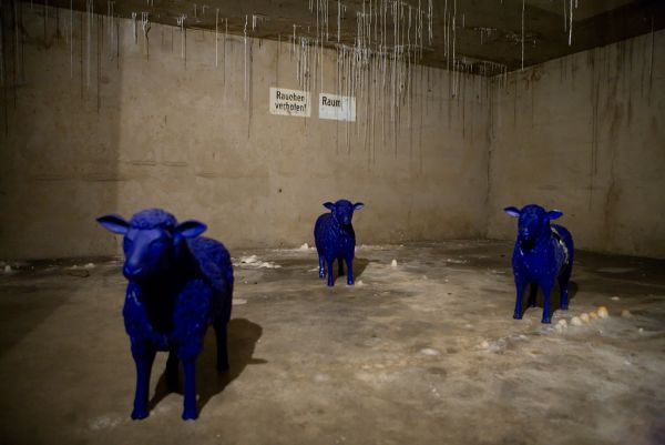 Lambs