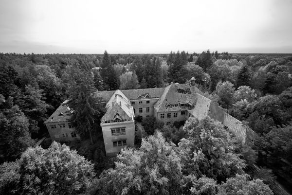 Birds Eye