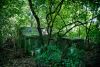 Copse