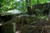 Brambles