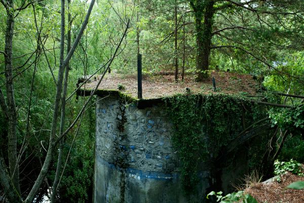 Forest Island