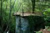 Forest Island