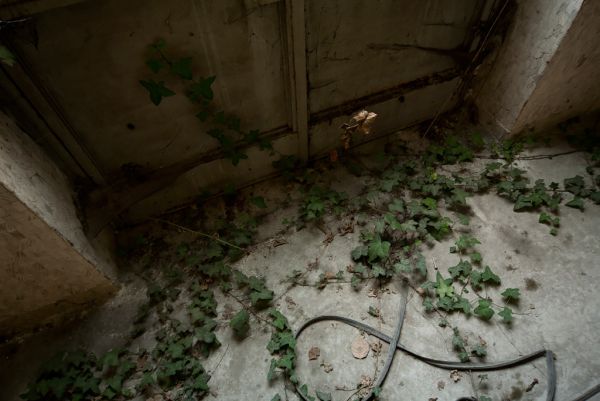 Tendrils