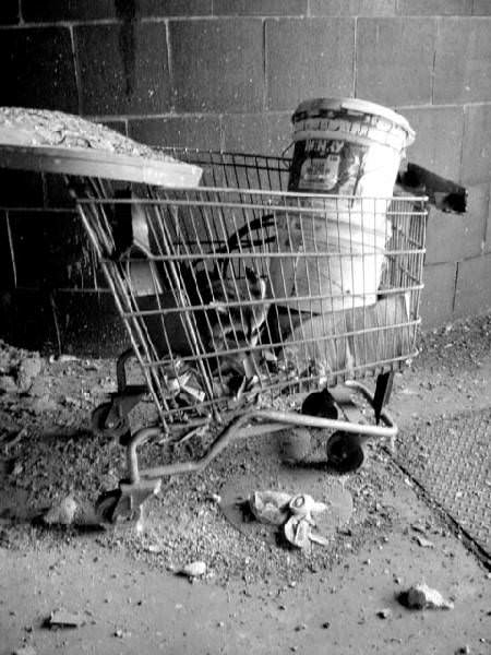 Raccoon In Cart