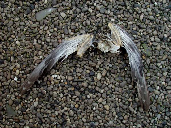 Wings