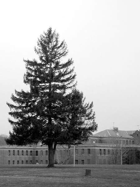Tall Pine
