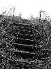 Overgrown Stairs