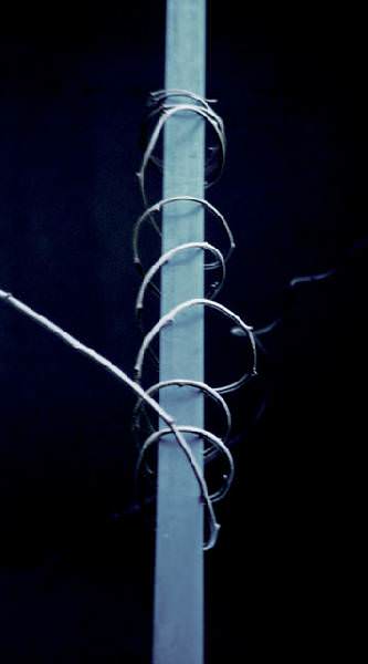 Spiraling Vine