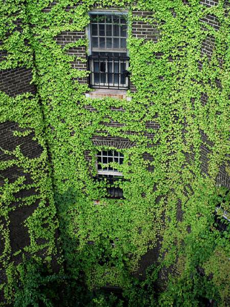Vines