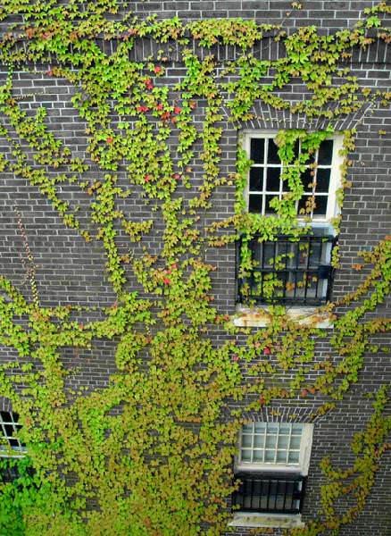 Vines