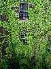 Vines