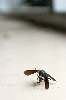Wasp