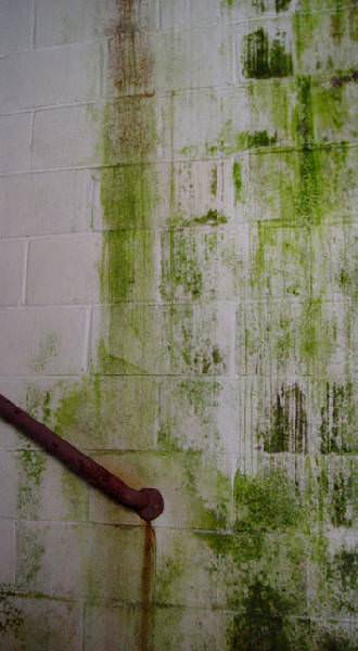 Growth on Wall