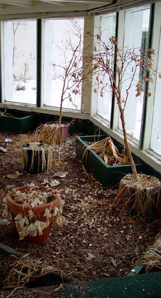 Atrium of Death