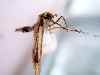 Insect
