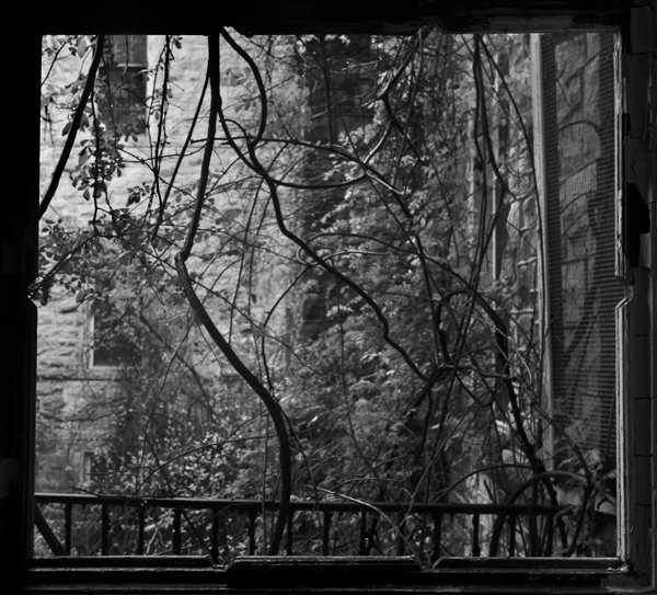 Vine View