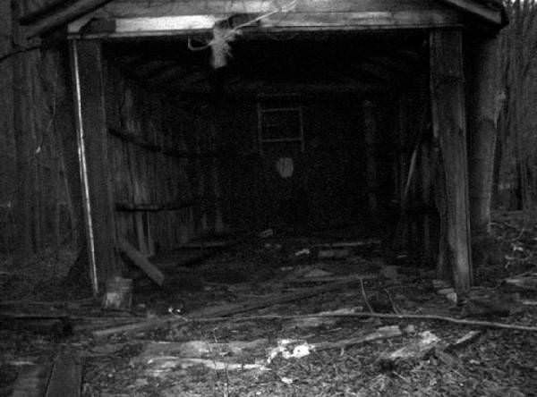 Shed
