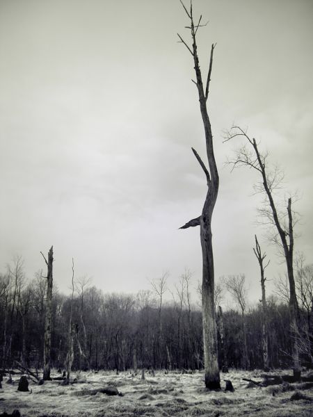 Wasteland