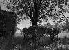 Tree in a Cage