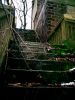 Mossy Steps