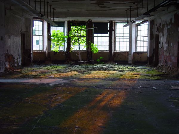Solarium Tree