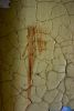 Stain
