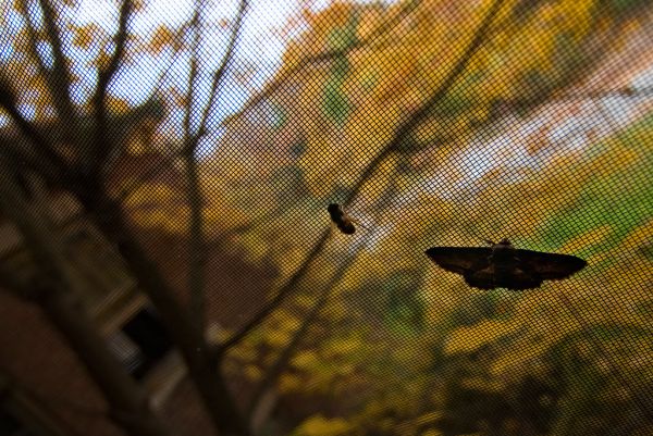 The Bee and the Moth