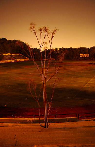 Lone Tree