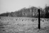 The Graveyard
