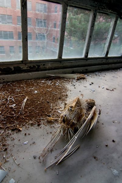 Carcass